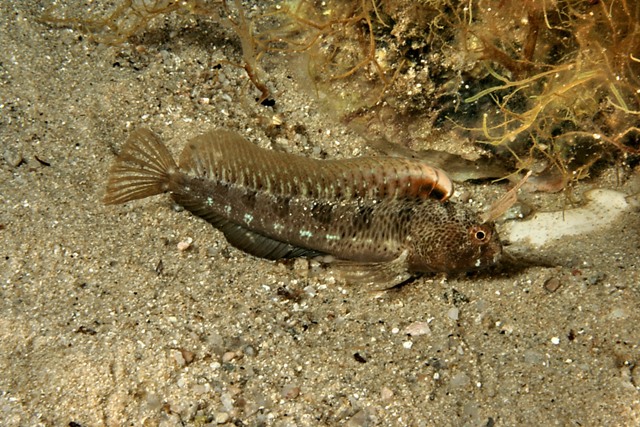 Parablennius tentacularis (Brunnich, 1768)